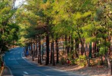 کاشت ۲۵ هزار اصله درخت در بوستان جنگلی چیتگر/انتخاب گونههای مقاوم و سازگار با اقلیم منطقه 10 daa9d8a7d8b4d8aa dbb2dbb5 d987d8b2d8a7d8b1 d8a7d8b5d984d987 d8afd8b1d8aed8aa d8afd8b1 d8a8d988d8b3d8aad8a7d986 d8acd986daafd984db8c da86 69836b32a1ca9